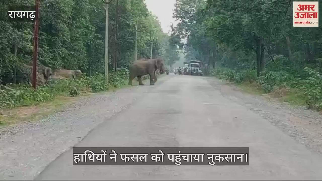 VIDEO : The wheels of the Raigarh Jashpur road came to a halt due to the arrival of a group of elephants