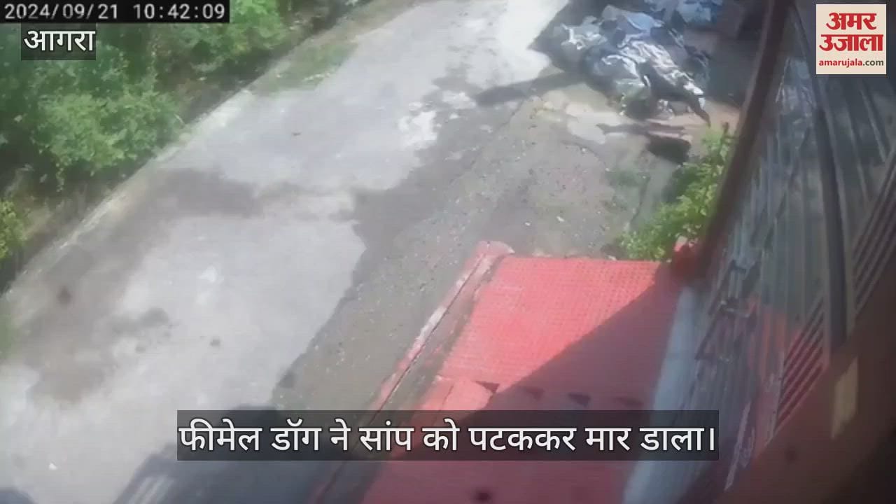 VIDEO : पांच पिल्लों को डसा... भड़क गई फीमेल डॉग, बीच सड़क सांप को पटककर मार डाला