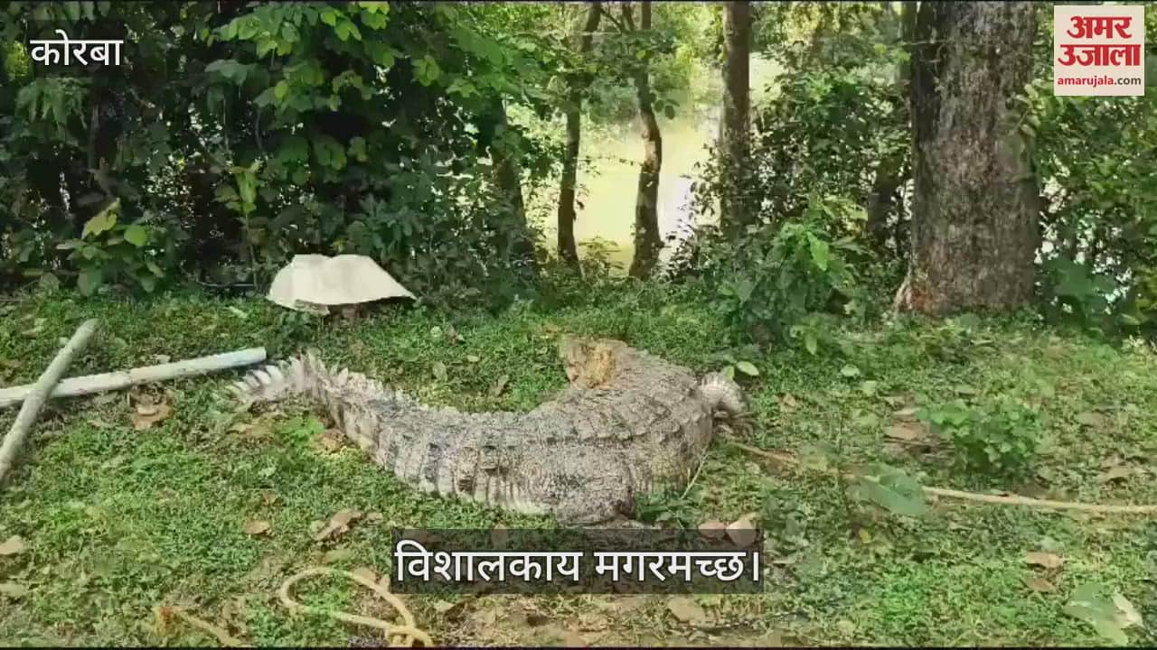 VIDEO : A farmer was shocked to see a huge crocodile in Korba the forest staff rescued it