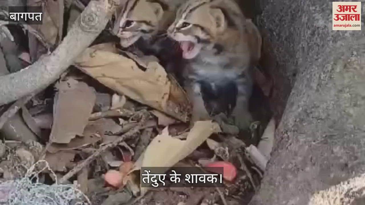 VIDEO : Leopard cubs found on a tree in Baghpat forest, villagers rushed to capture them on camera