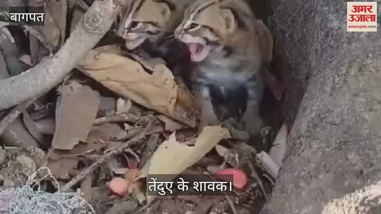 VIDEO : Leopard cubs found on a tree in Baghpat forest, villagers rushed to capture them on camera