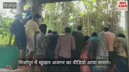 VIDEO : In Mirzapur, a python swallowed a jackal alive, the forest department team caught it, panic in the villagers