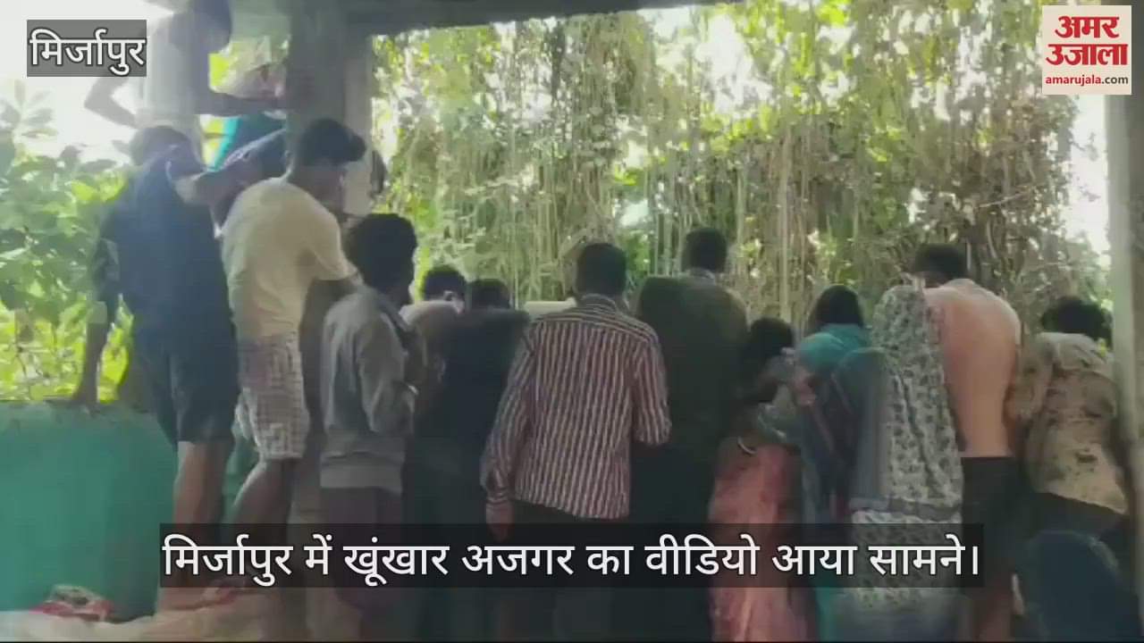 VIDEO : In Mirzapur, a python swallowed a jackal alive, the forest department team caught it, panic in the villagers