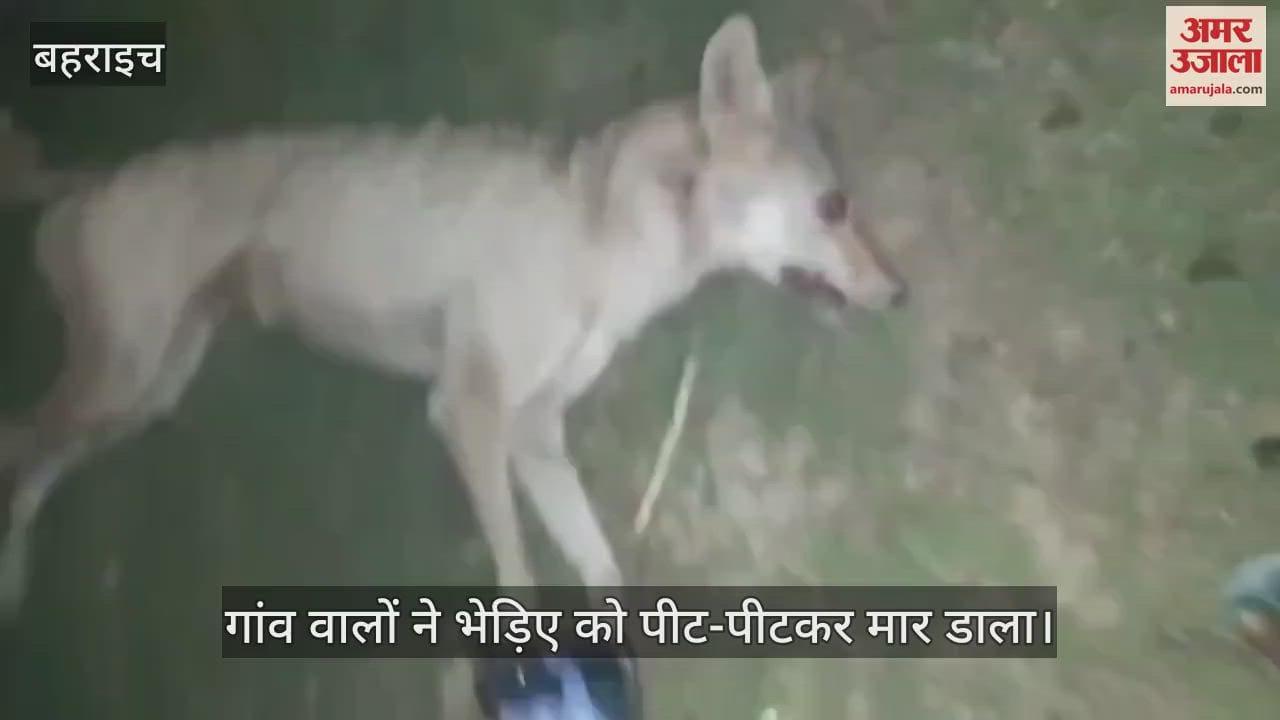 VIDEO : गांव वालों ने भेड़िए को पीट-पीटकर मार डाला