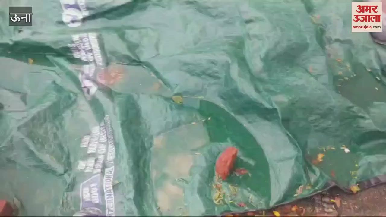 VIDEO : corn crop got wet in Una on Saturday night farmers are relieved as the weather is clear today