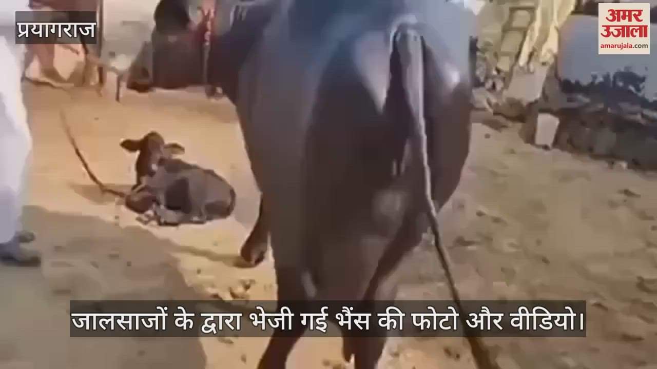 VIDEO : Fraudsters duped a youth of Rs 53 thousand by pretending to be Rajasthani buffalo, cyber cell engaged in investigation