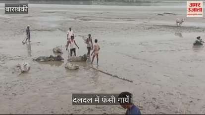 VIDEO : Barabanki: बाढ़ प्रभावित इलाके में दलदल में फंसी 16 गाय, सीएम योगी ने पहले ही किया था आगाह, रेस्क्यू शुरू