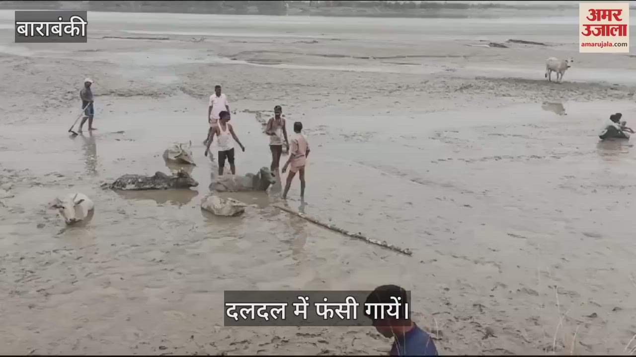 VIDEO : Barabanki: बाढ़ प्रभावित इलाके में दलदल में फंसी 16 गाय, सीएम योगी ने पहले ही किया था आगाह, रेस्क्यू शुरू