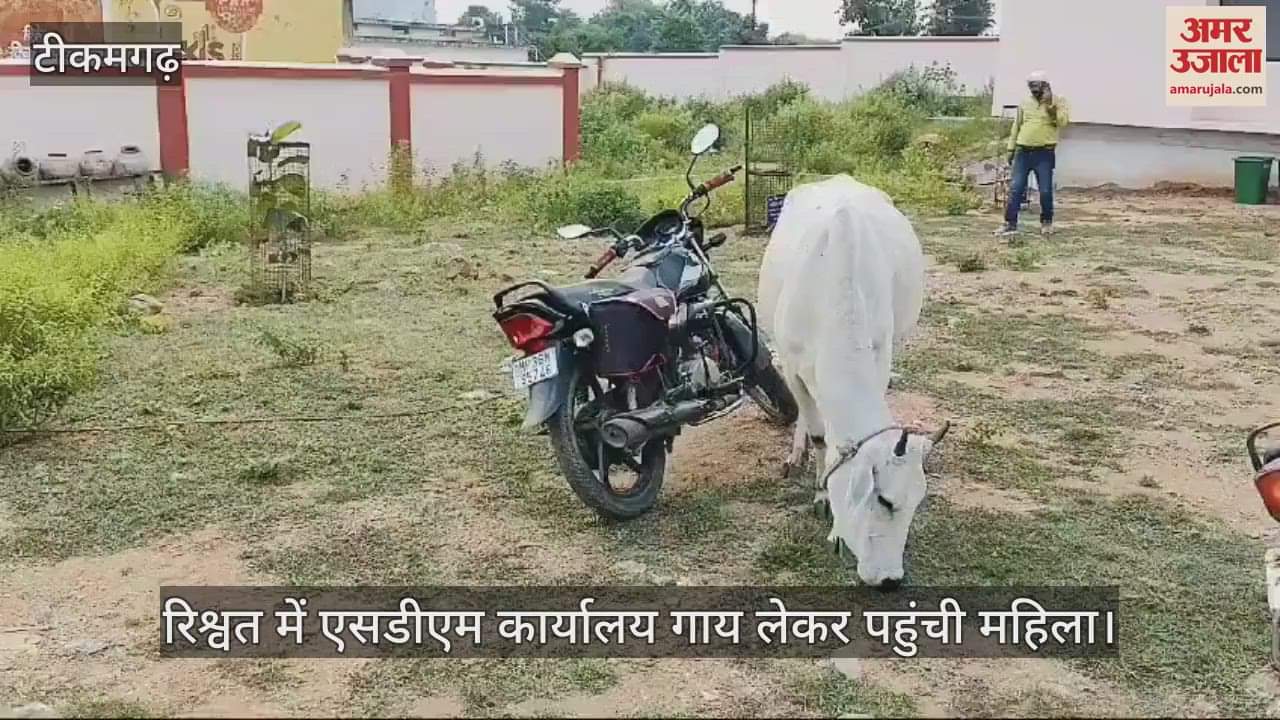 Tikamgarh News Bribe was demanded in SDM office woman arrived with cow watch video