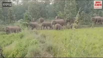 VIDEO : रायगढ़ में अलग-अलग दलों में विचरण कर रहे 157 जंगली हाथी, ग्रामीणों में दहशत