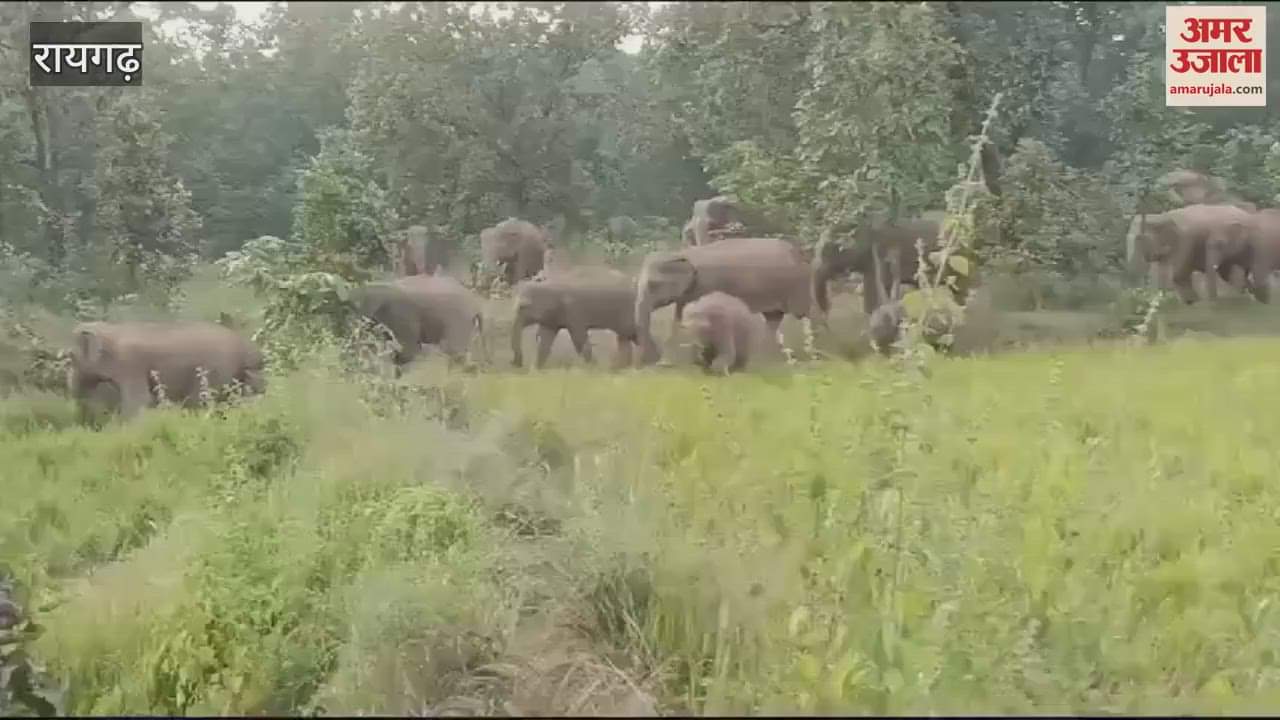 VIDEO : रायगढ़ में अलग-अलग दलों में विचरण कर रहे 157 जंगली हाथी, ग्रामीणों में दहशत