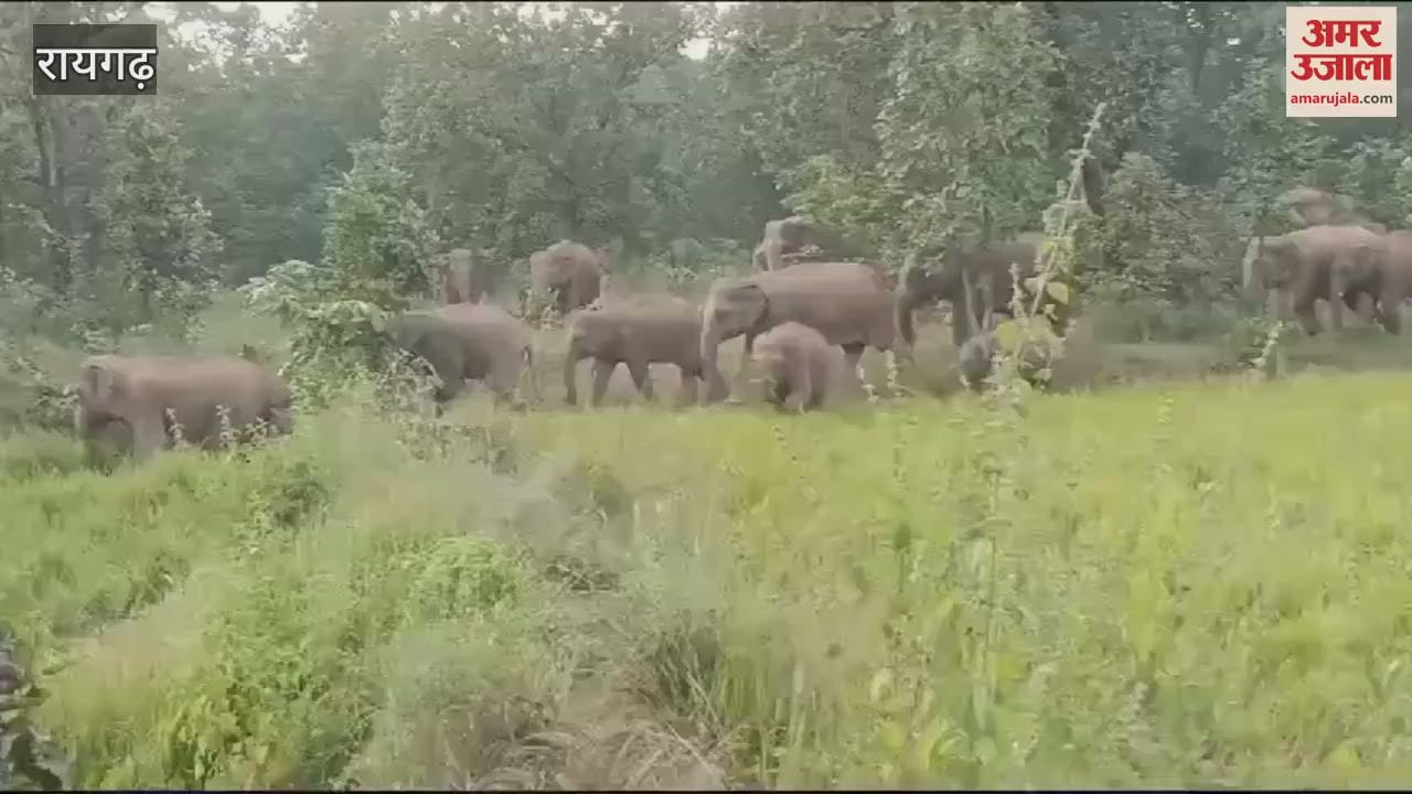 VIDEO : रायगढ़ में अलग-अलग दलों में विचरण कर रहे 157 जंगली हाथी, ग्रामीणों में दहशत
