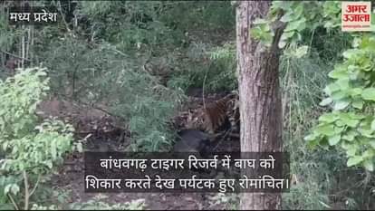 Umaria News Tourists were thrilled to see a tiger hunting in Bandhavgarh Tiger Reserve