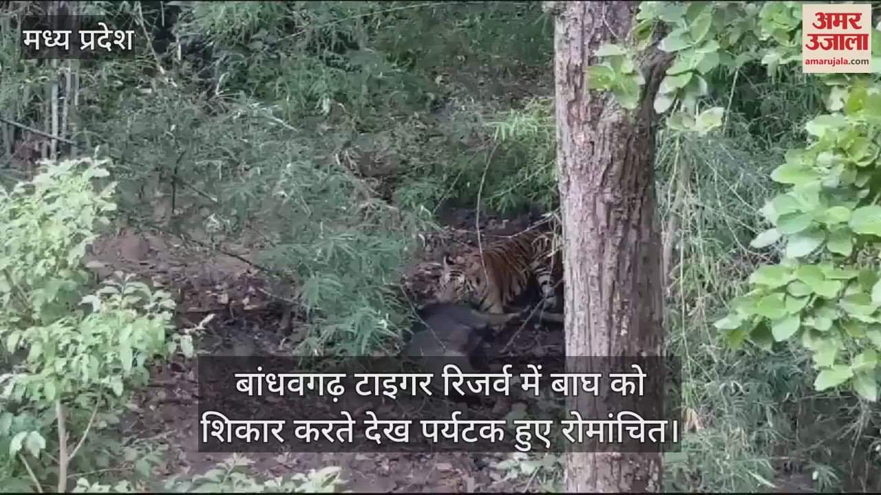 Umaria News Tourists were thrilled to see a tiger hunting in Bandhavgarh Tiger Reserve