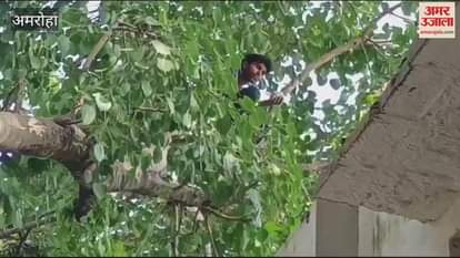 VIDEO : drug addict climbed a tree in Amroha, was brought down after four hours of struggle