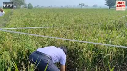 VIDEO : DM harvested paddy in Behta Jaisingh village of Sambhal and also made farmers aware