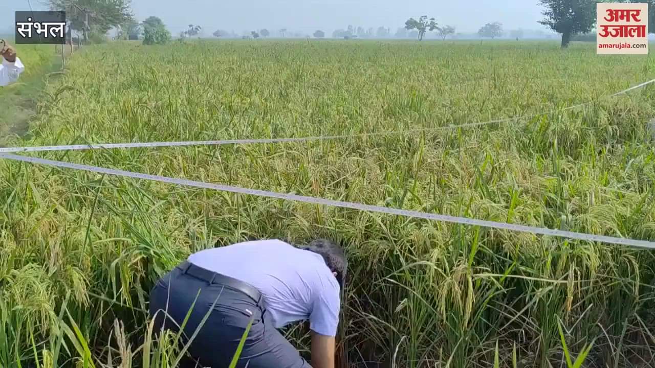 VIDEO : DM harvested paddy in Behta Jaisingh village of Sambhal and also made farmers aware