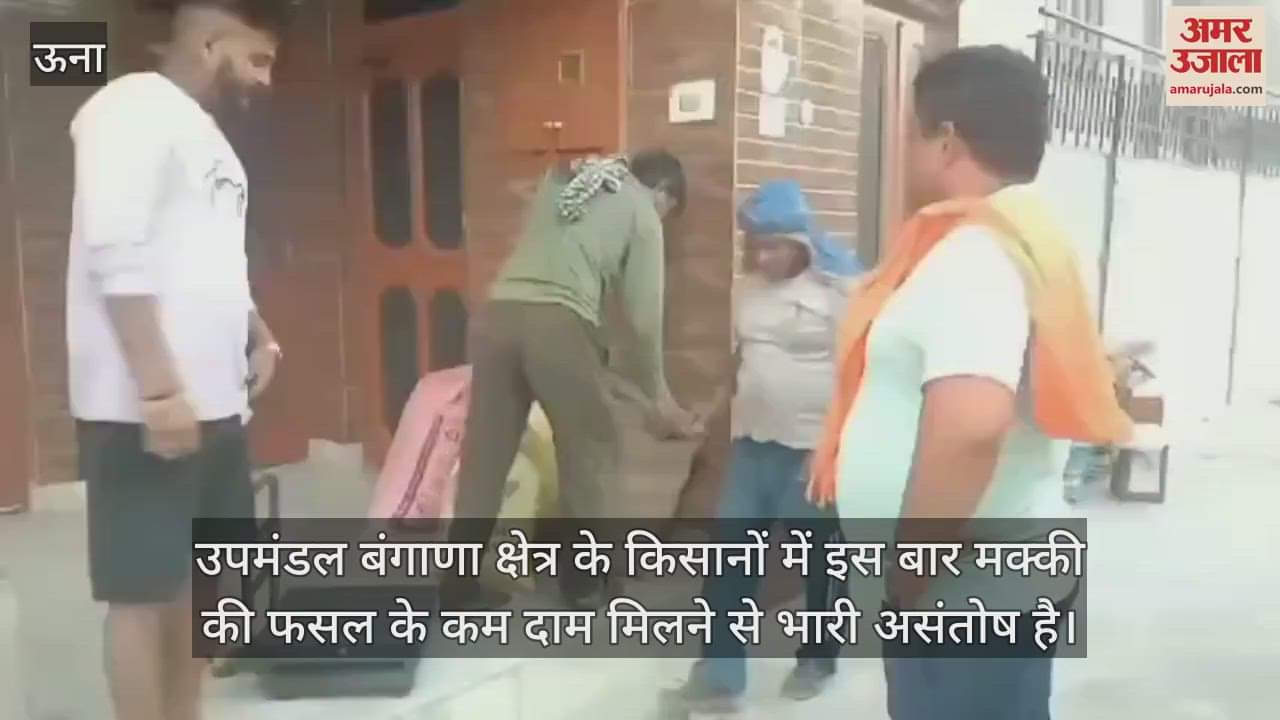 VIDEO : Farmers of Bangana region are angry due to not getting proper price for maize crop