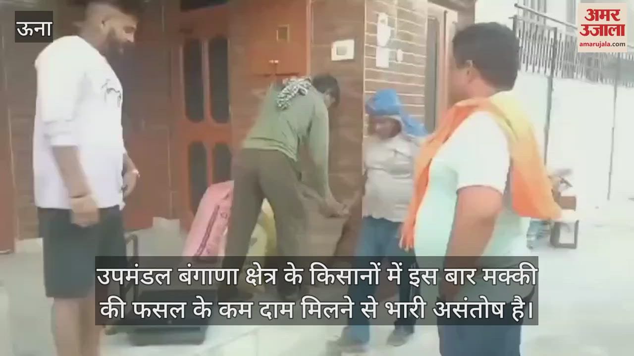 VIDEO : Farmers of Bangana region are angry due to not getting proper price for maize crop