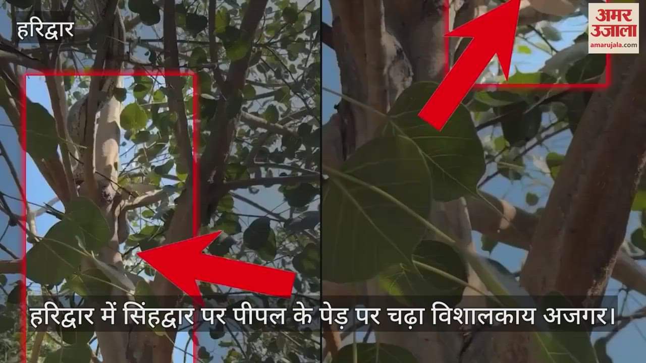 VIDEO : Giant python climbed peepal tree at Singhdwar Haridwar