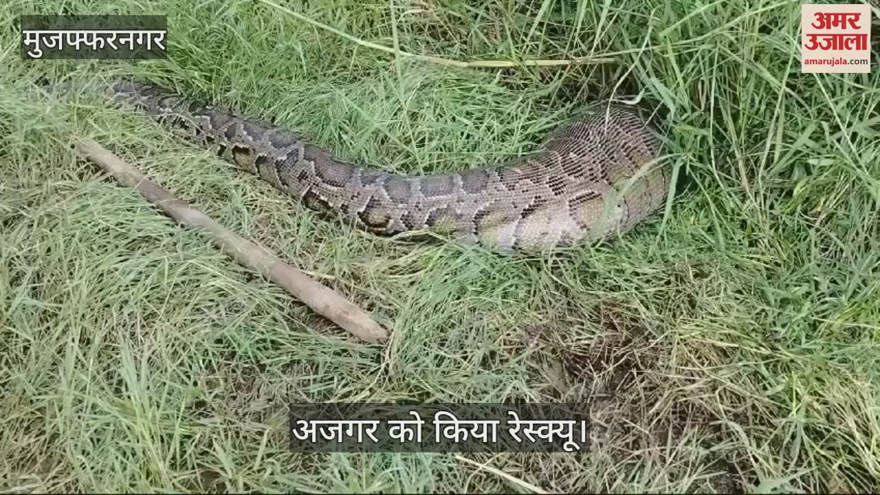 VIDEO : In Muzaffarnagar, a huge python swallowed a Nilgai calf and also bit a forest worker during the rescue