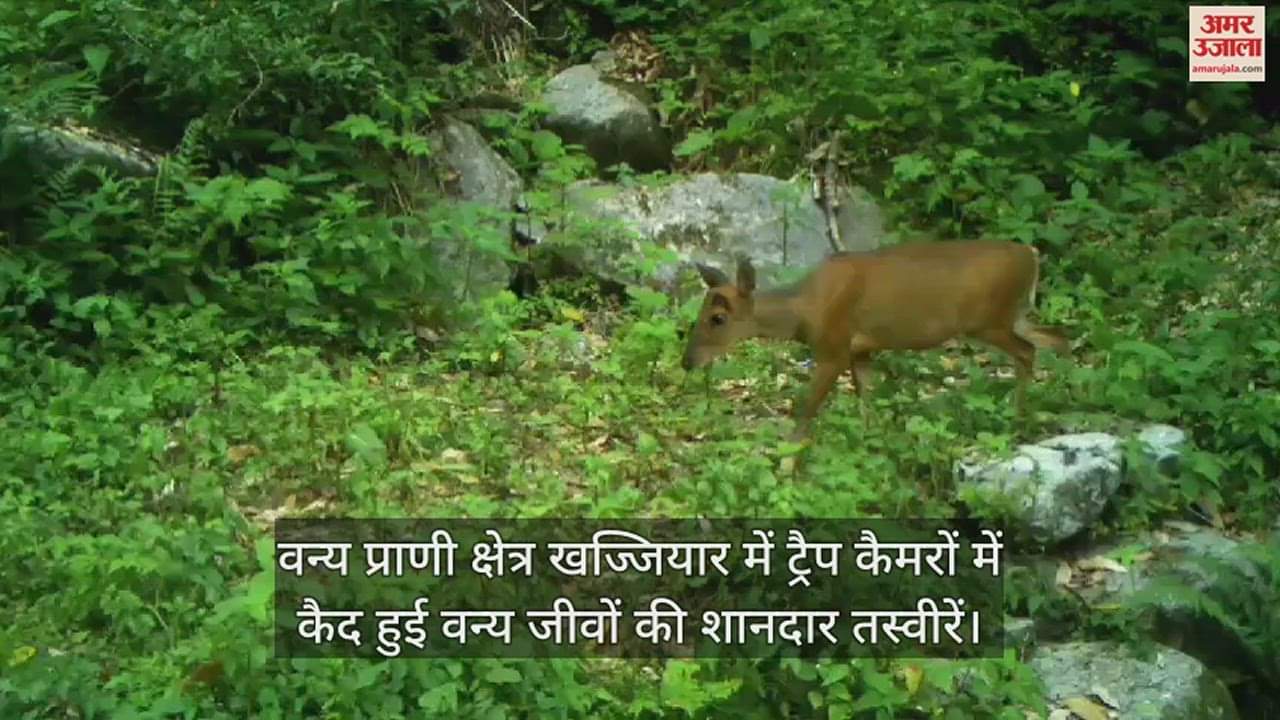 VIDEO : Amazing pictures of wildlife captured in trap cameras in wildlife area Khajjiar