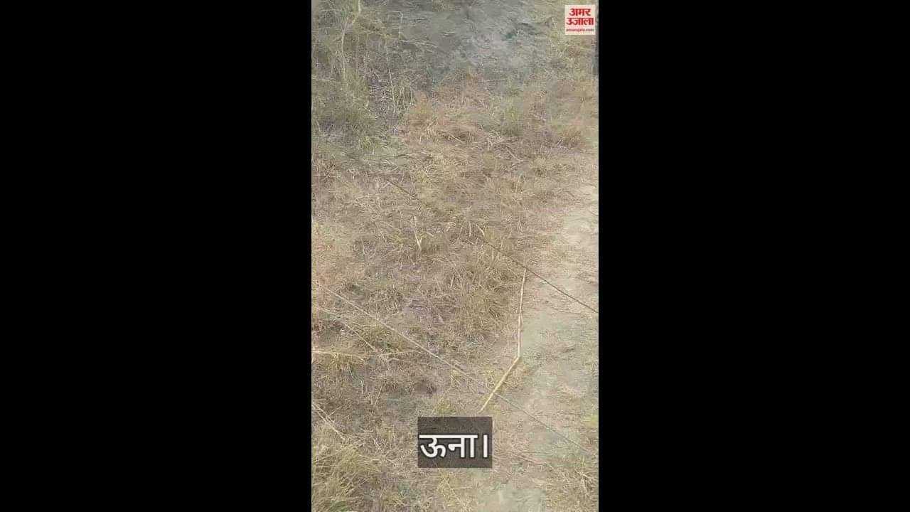 VIDEO : Three lakhs of electricity department lost their lives in forest fire in Bangana Una seven pillars were broken