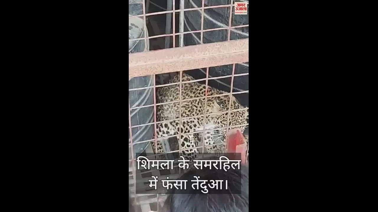 VIDEO : Leopard trapped in Everest Colony of Summerhill, Shimla, rescued safely by Wildlife Department
