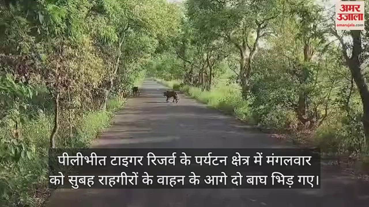 VIDEO : राहगीरों के सामने सड़क पर भिड़ गए दो बाघ, आपसी संघर्ष में एक घायल