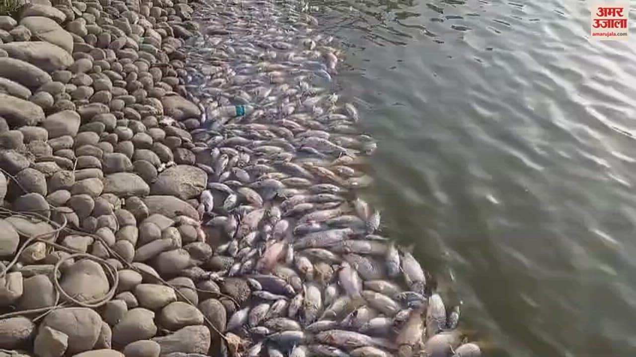 VIDEO : अंबाला में गर्मी का कहर, सुभाष पार्क की झील में मछलियों की मौत, हीट वेव से मरी मछलियां