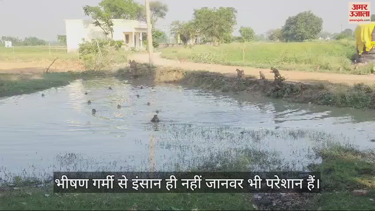 VIDEO : बंदरों का स्विमिंग पूल... गर्मी में राहत पाने के लिए तालाब में उछल-कूद