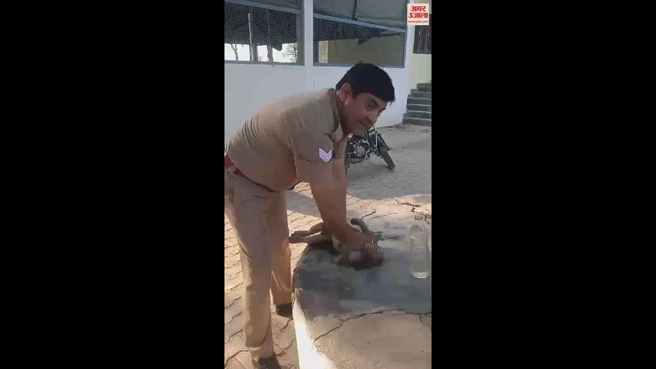 VIDEO : बुलंदशहर में पुलिसकर्मी ने सीपीआर देकर बचाई बेहोश बंदर की जिंदगी