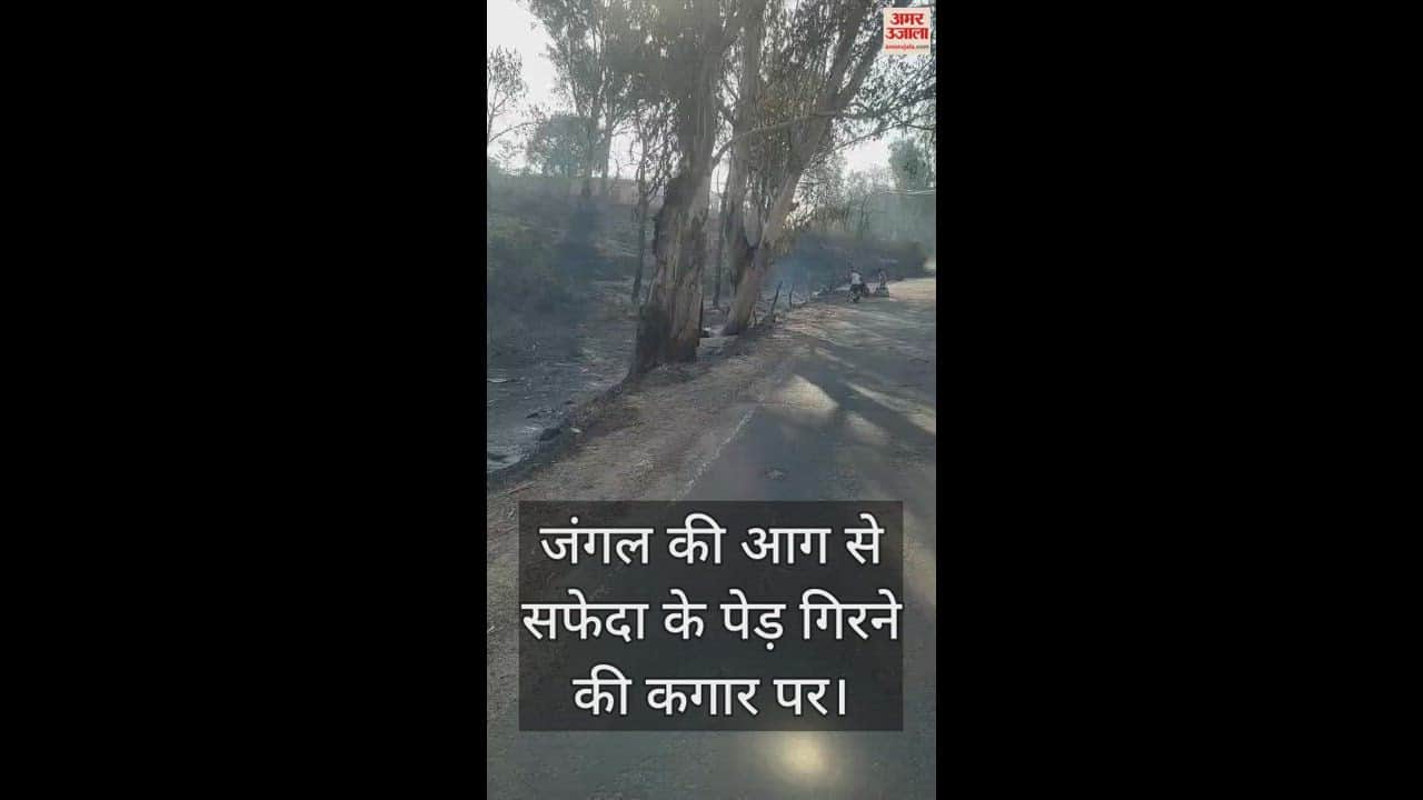 VIDEO : Many safeda tree are on the verge of falling due to forest fire in Bangana