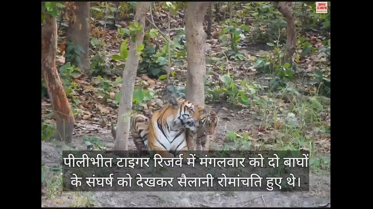 शावक को दुलार करती बाघिन