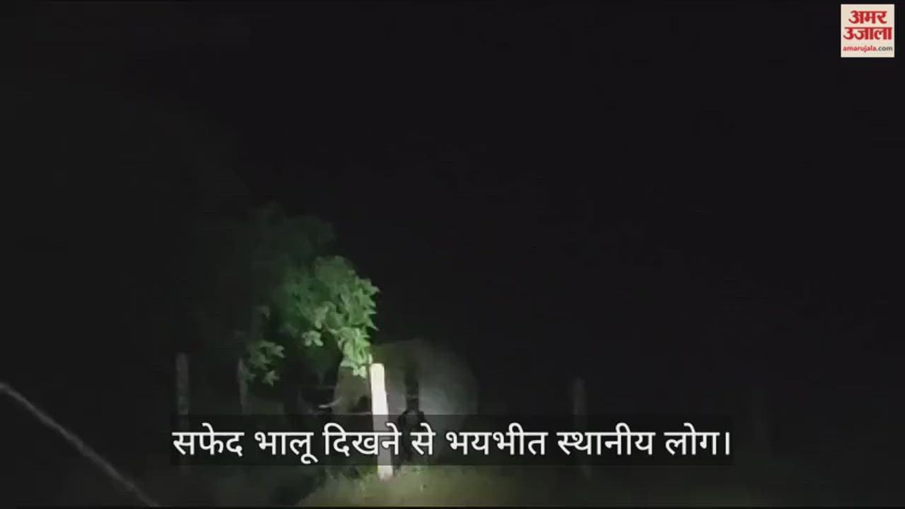 VIDEO : चिरमिरी के रिहायशी क्षेत्र में दिखा सफेद भालू, स्थानीय लोगों में भय का माहौल