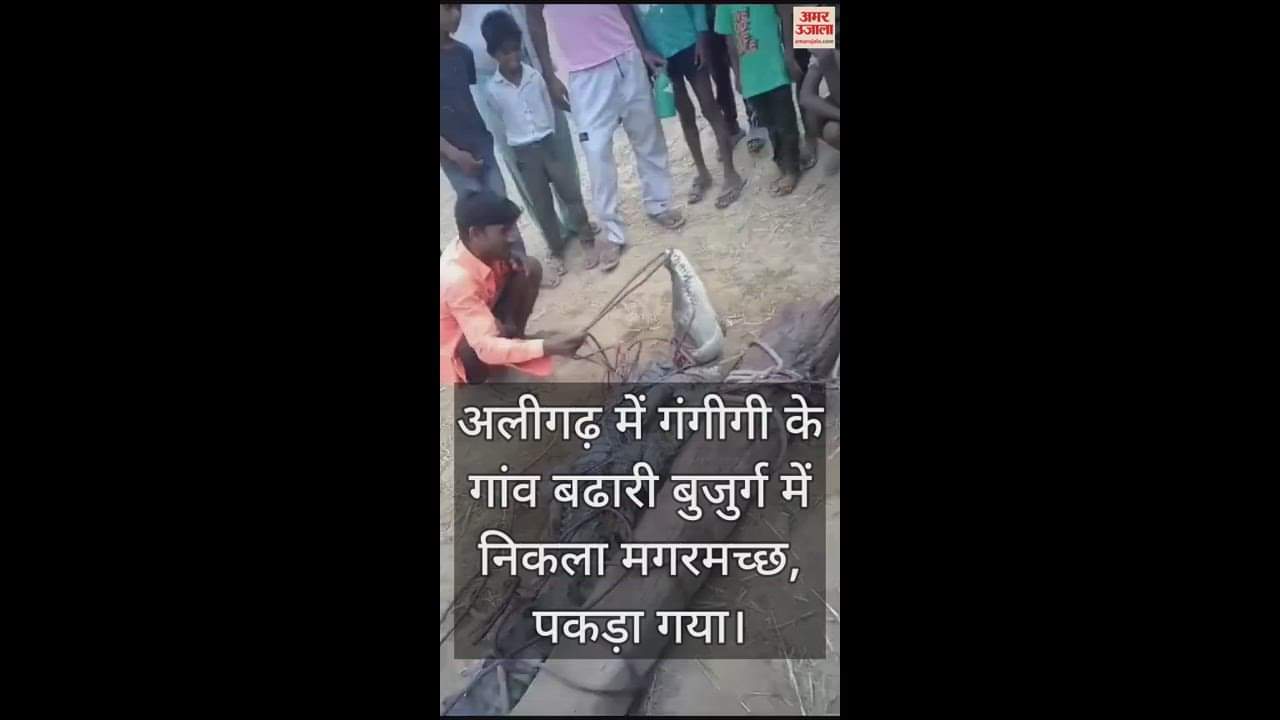 VIDEO : अलीगढ़ में गंगीगी के गांव बढारी बुजुर्ग में निकला मगरमच्छ, पकड़ा गया