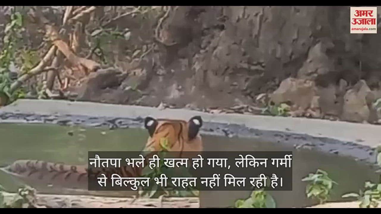 VIDEO : भीषण गर्मी में हांफ रहे दुधवा के टाइगर