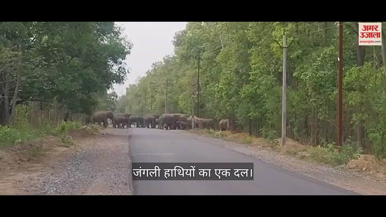 VIDEO : सड़क पार करते दिखा गजराजों का बड़ा दल, सड़क के दोनों ओर वाहनों के पहिये थमे