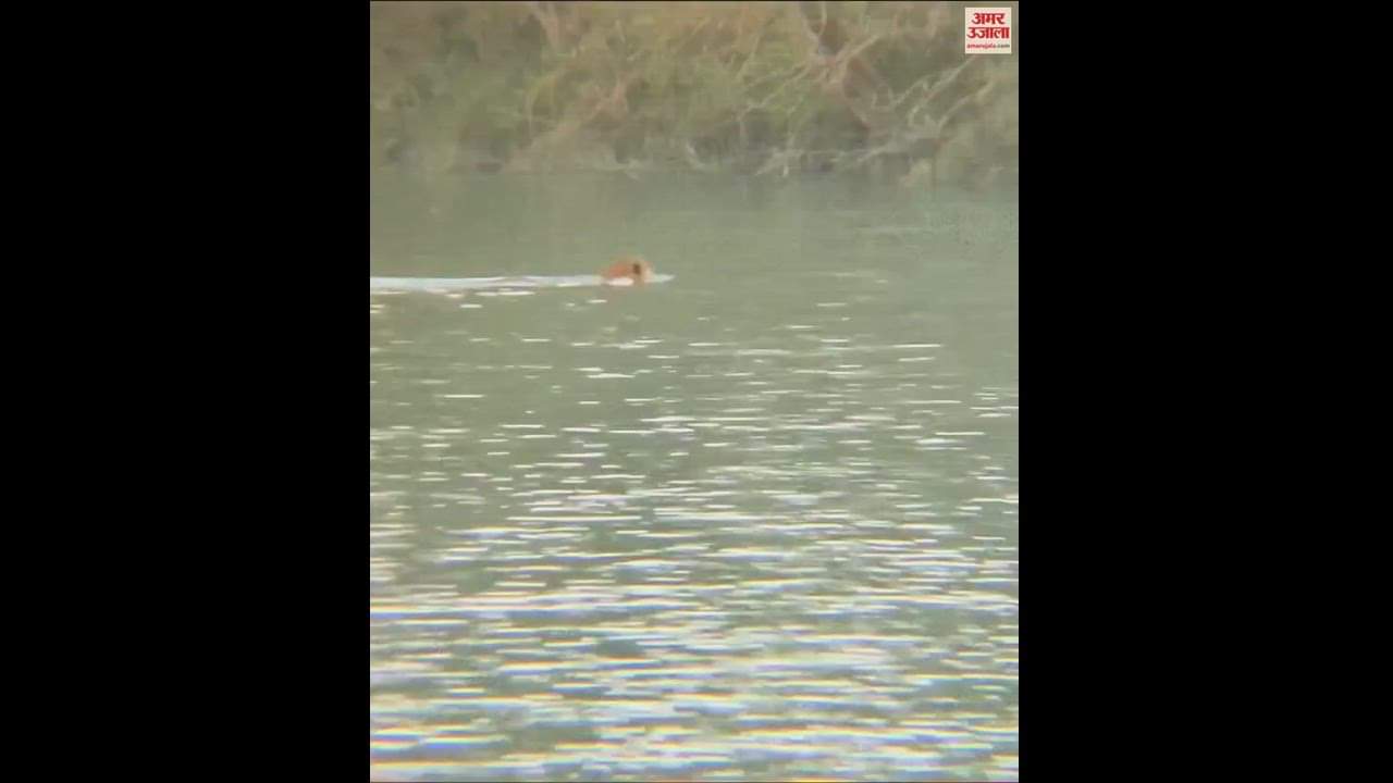 नहर में तैरता बाघ