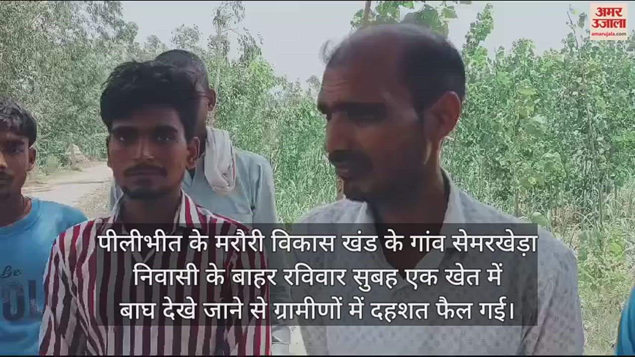 VIDEO : पीलीभीत... गन्ने के खेत में बाघ ने जमाया डेरा, ग्रामीणों में दहशत