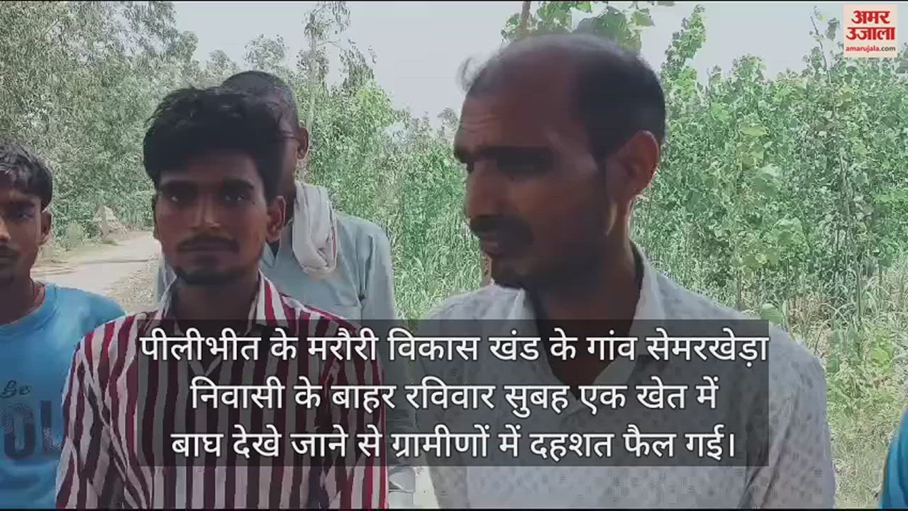 VIDEO : पीलीभीत... गन्ने के खेत में बाघ ने जमाया डेरा, ग्रामीणों में दहशत
