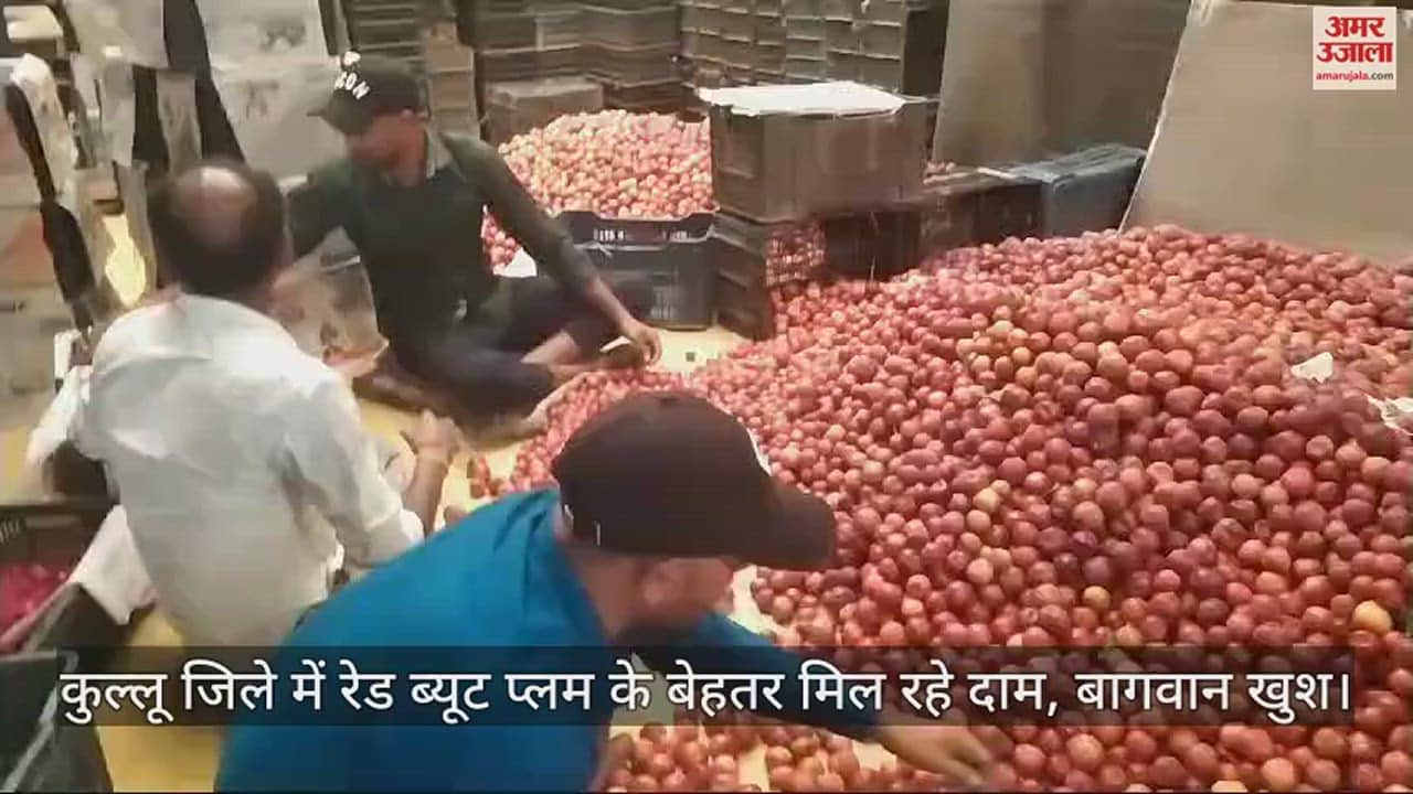 VIDEO : Red Beauty Plum is getting better prices in Kullu district, gardeners are happy