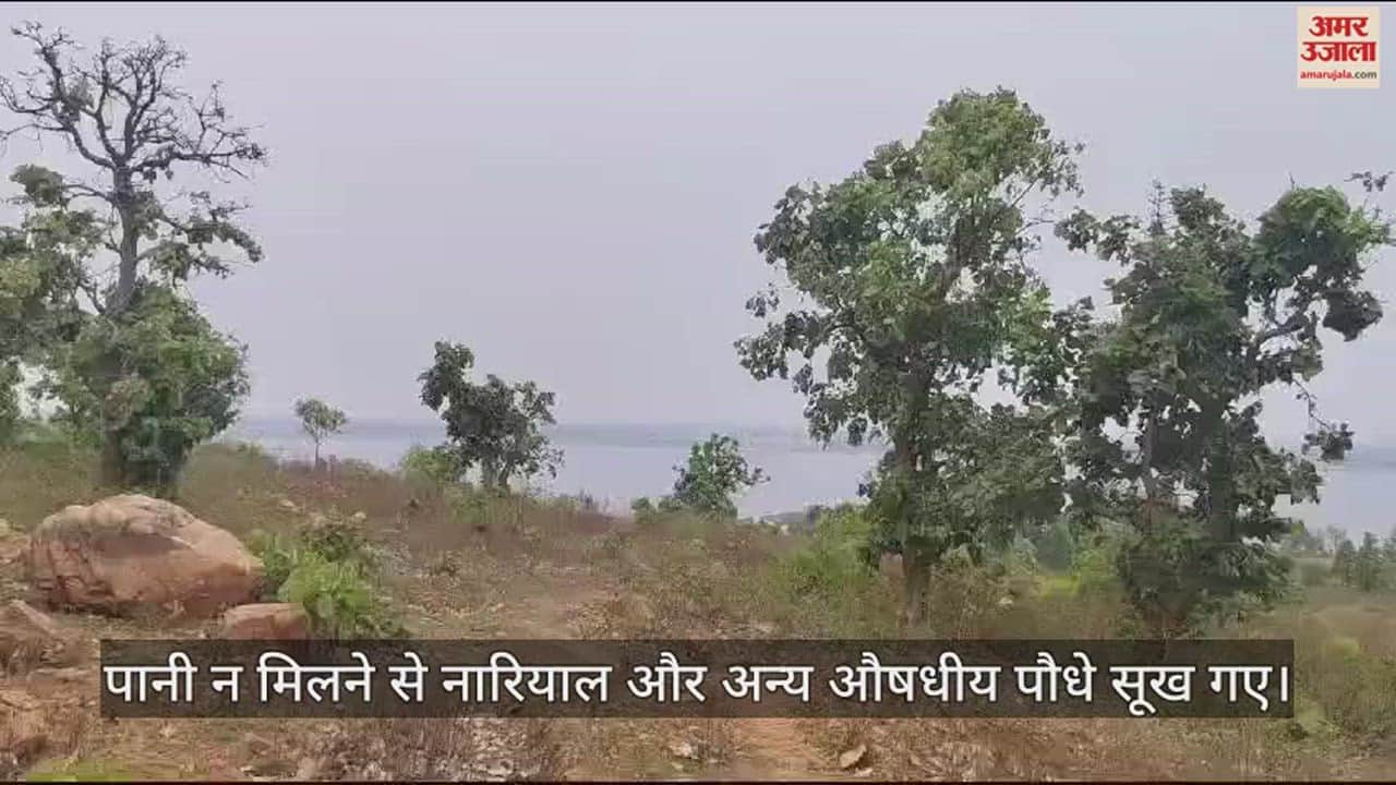 VIDEO : लापरवाही के चलते सूखे पौधे, मनरेगा से 41 लाख रुपये खर्च कर किया गया रोपण