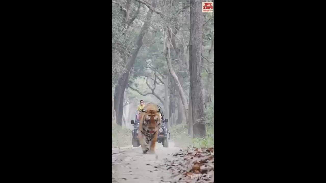 VIDEO : जंगल सफारी का लुत्फ उठाइए... 10 दिन बढ़ा दुधवा और पीलीभीत टाइगर रिजर्व का पर्यटन सत्र