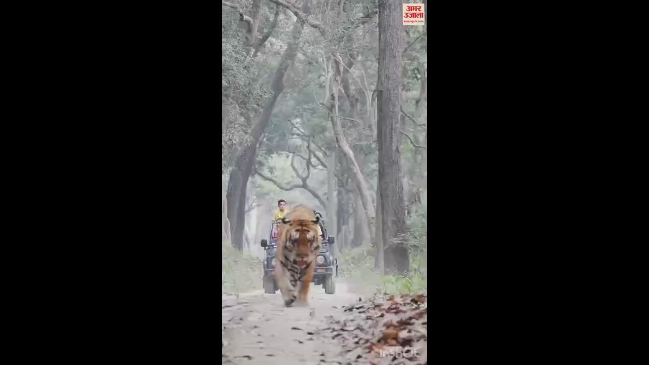 VIDEO : जंगल सफारी का लुत्फ उठाइए... 10 दिन बढ़ा दुधवा और पीलीभीत टाइगर रिजर्व का पर्यटन सत्र