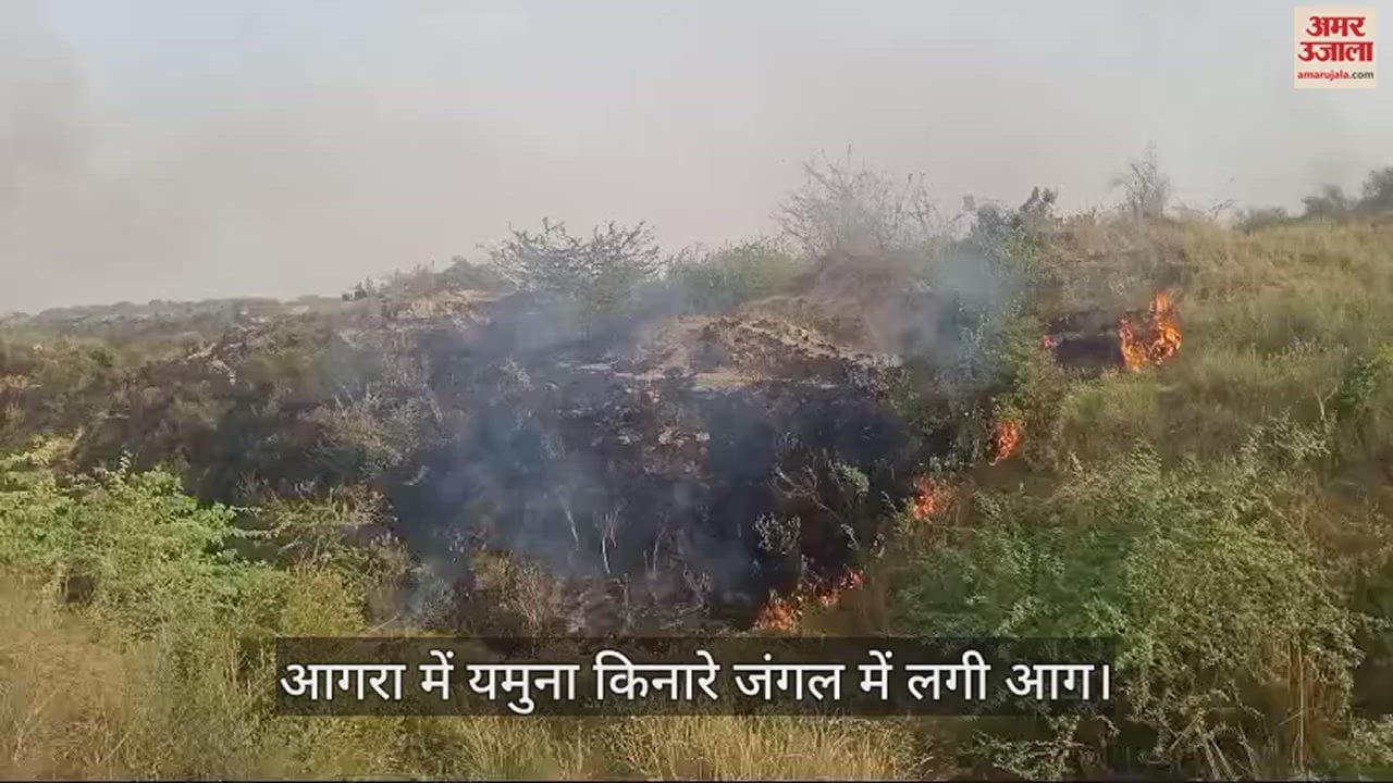 VIDEO : आगरा में यमुना किनारे जंगल में लगी आग, जीव जंतुओं में मची भगदड़