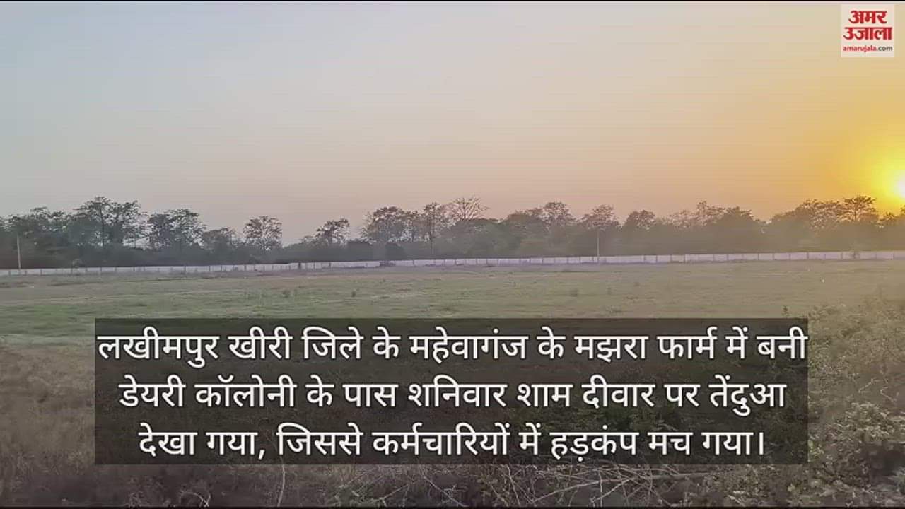 VIDEO : दीवार पर तेंदुआ बैठा देख उल्टे पांव भागी महिलाएं, इलाके में दहशत का माहौल