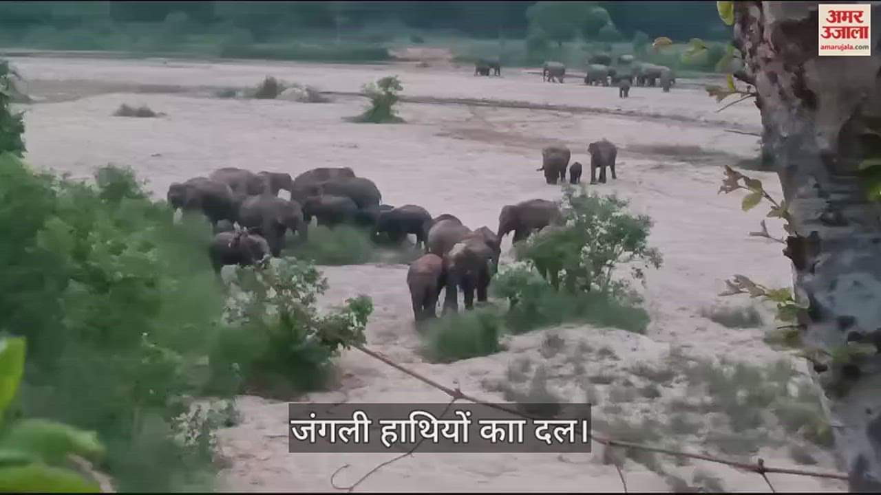 VIDEO : नदी किनारे विचरण करते दिखा जंगली हाथियों का दल, वीडियो वायरल, कई गांव के ग्रामीणों में दहशत