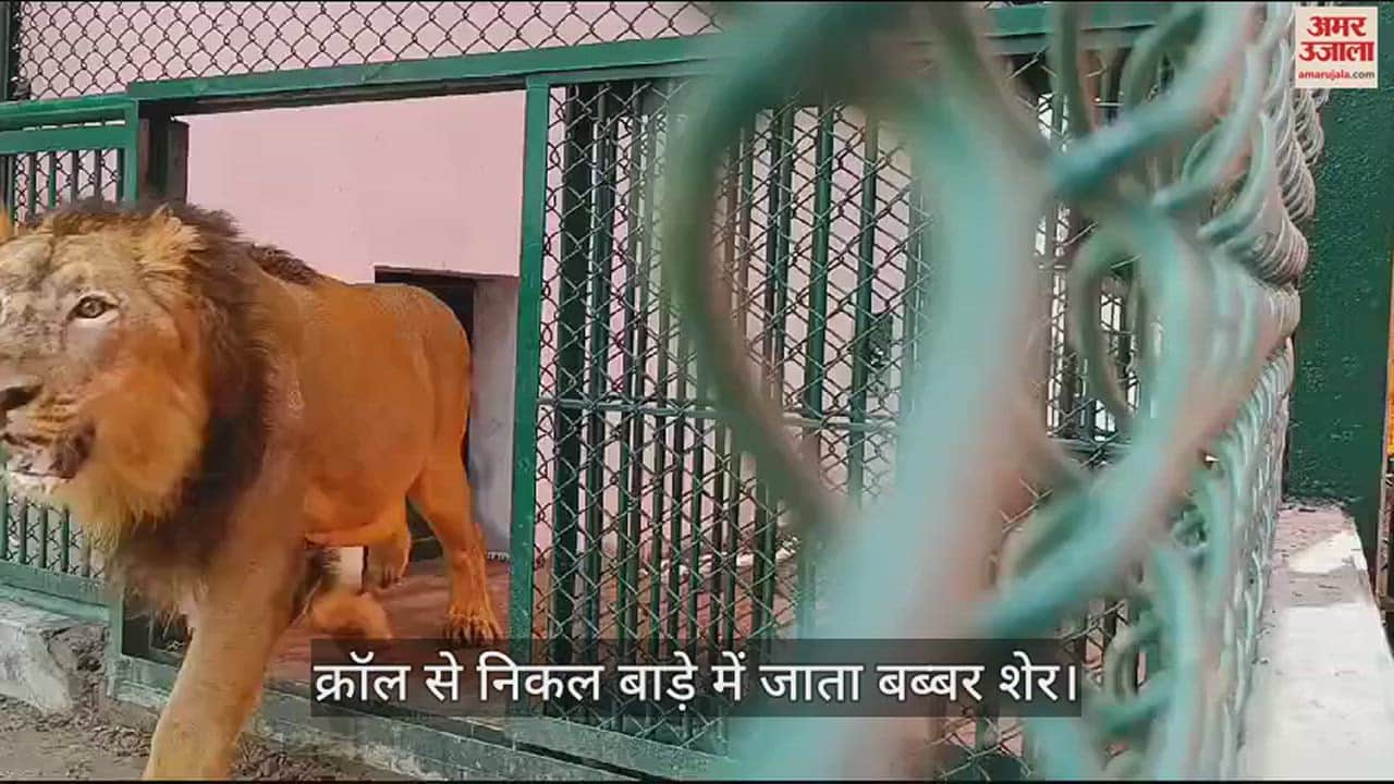 VIDEO : CM Yogi sent the pair of Babbar lions to crawl inside the enclosure at Gorakhpur Zoo
