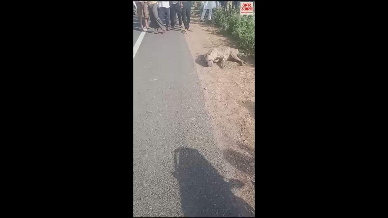 VIDEO : नारनौल वाहन की चपेट में आने से लकड़बग्घा घायल, वाइल्ड लाइफ की टीम ने किया रेस्क्यू